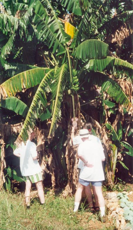 AE_1_32.jpg - Brigadistas investigating a banana tree